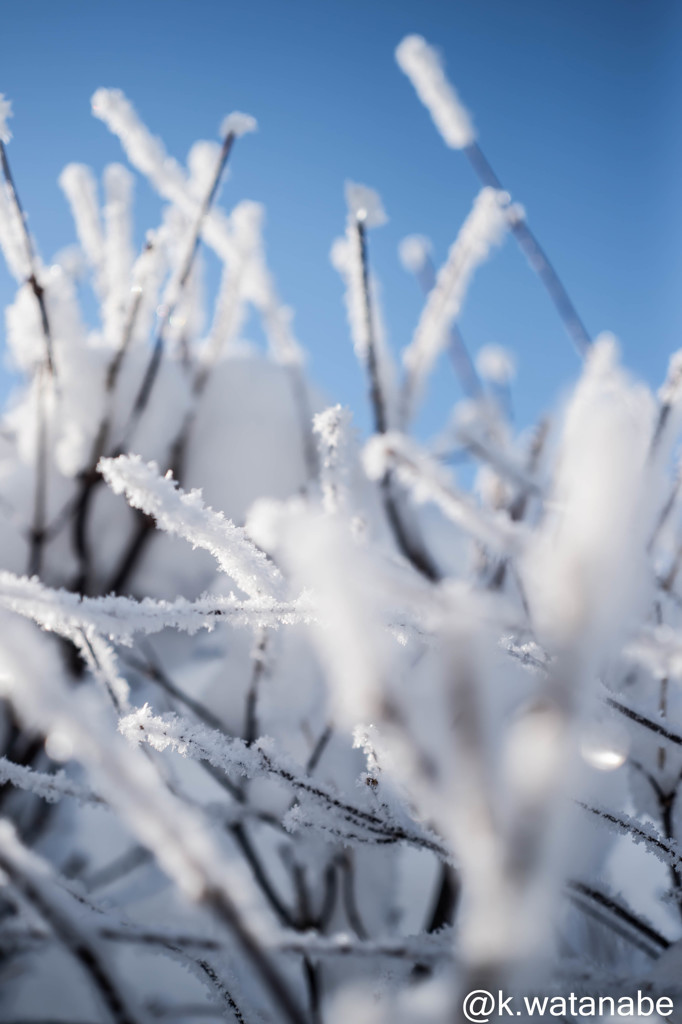 雪化粧