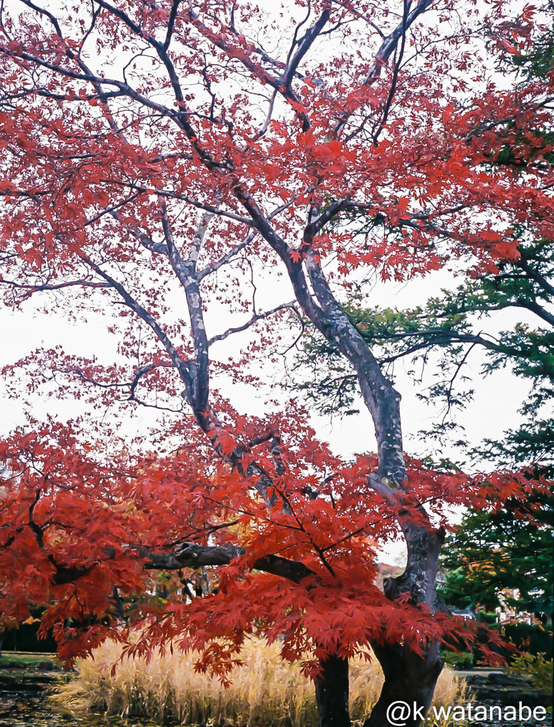 紅葉