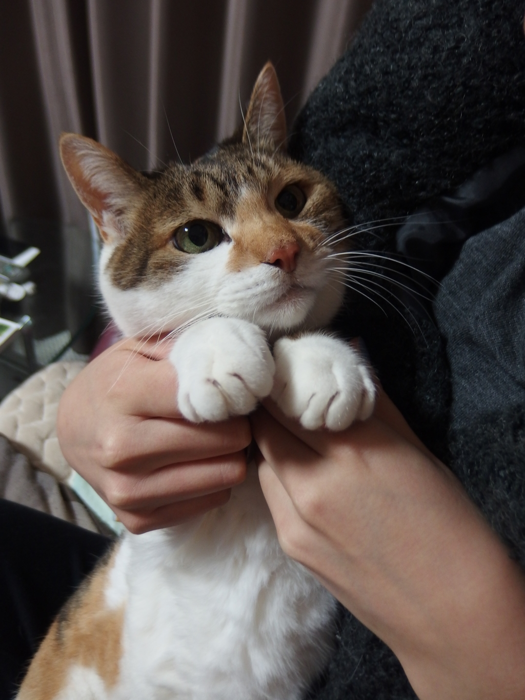 甘ったれなねこ