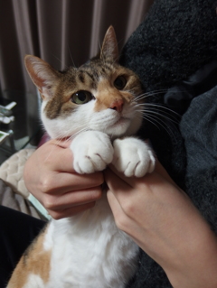 甘ったれなねこ