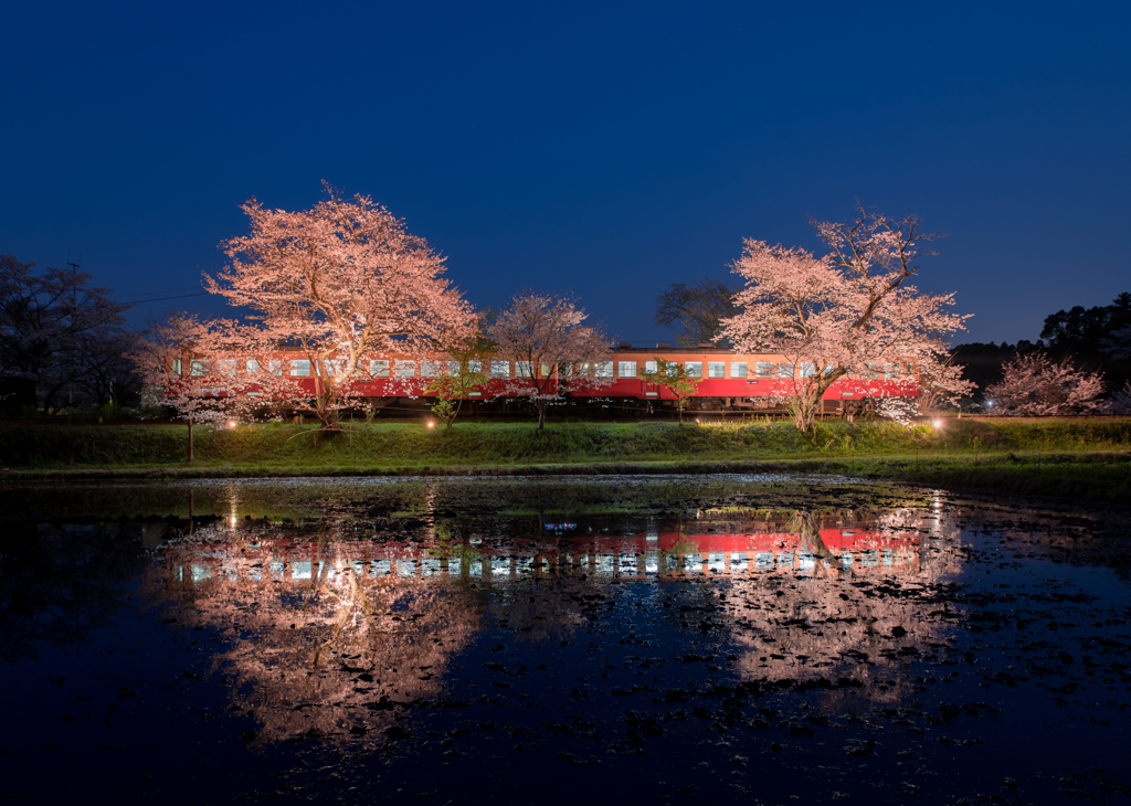 幻想桜