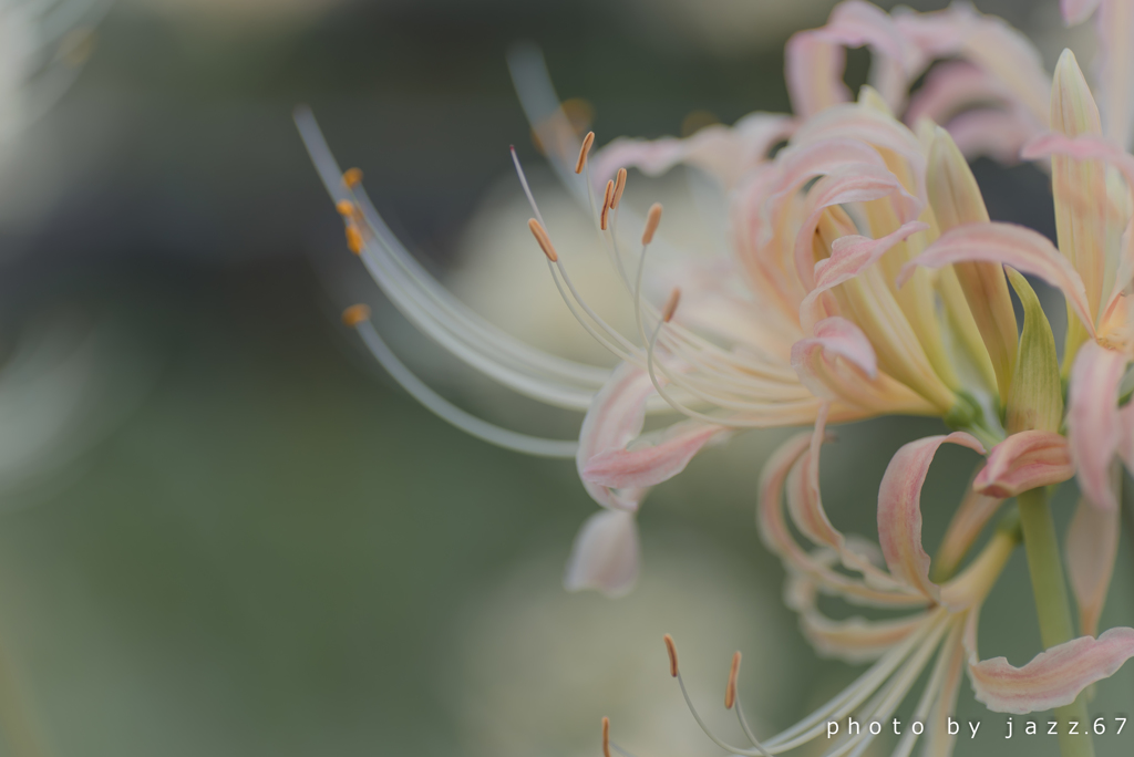 彼岸花Ⅱ