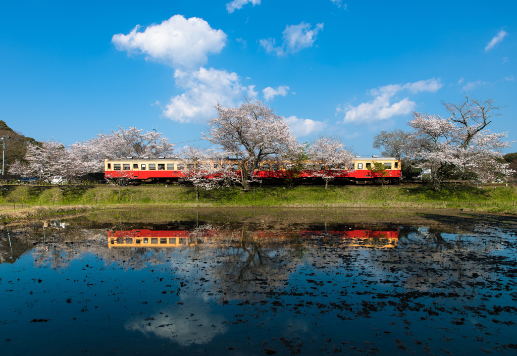 郷愁桜 By Jazz 67 Id 写真共有サイト Photohito