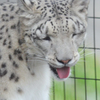 旭山動物園04