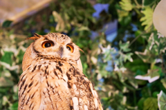 フクロウカフェにて５