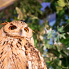 フクロウカフェにて５