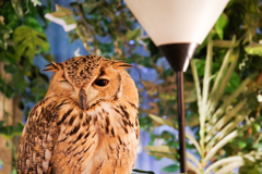 フクロウカフェにて３