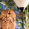 フクロウカフェにて３