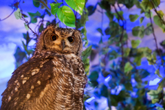 フクロウカフェにて