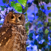 フクロウカフェにて