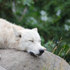 旭山動物園01