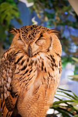 フクロウカフェにて４