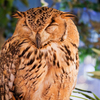 フクロウカフェにて４