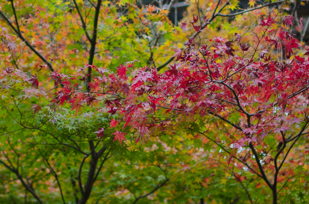 千葉公園　紅葉　01