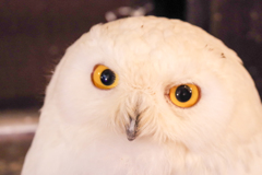 フクロウカフェにて６