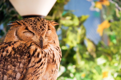 フクロウカフェにて２