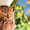フクロウカフェにて２