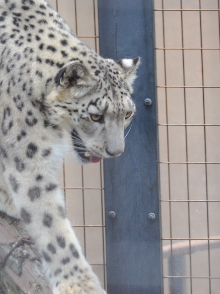 旭山動物園03