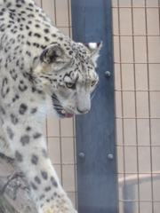 旭山動物園03