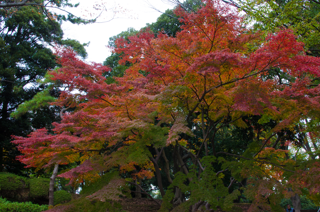 千葉公園　紅葉　02