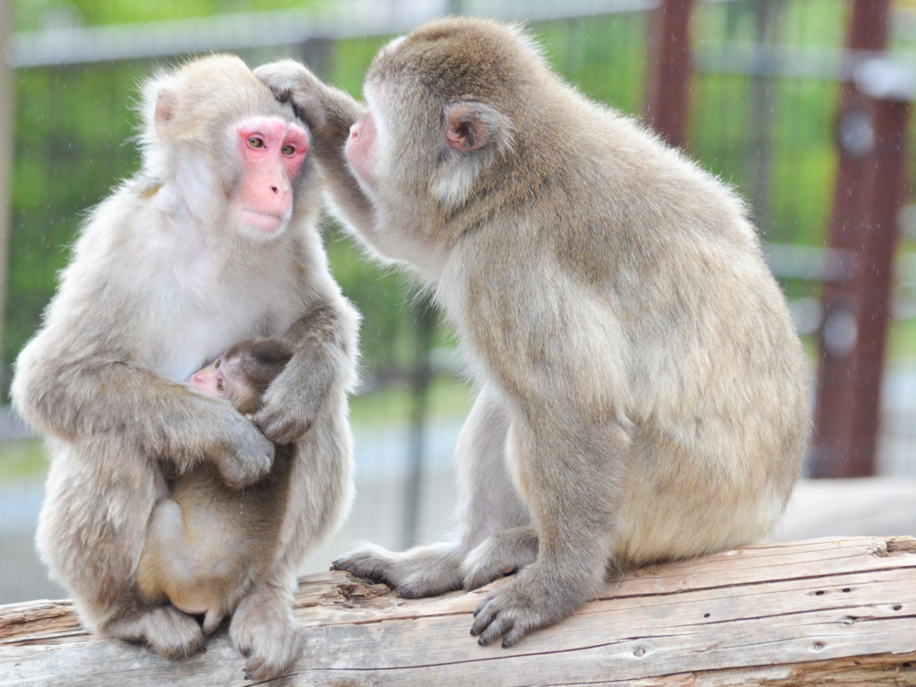 旭山動物園02
