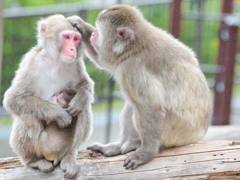 旭山動物園02