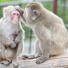 旭山動物園02