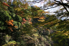 ひかりとかげ