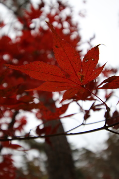 もみじ