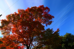 紅葉
