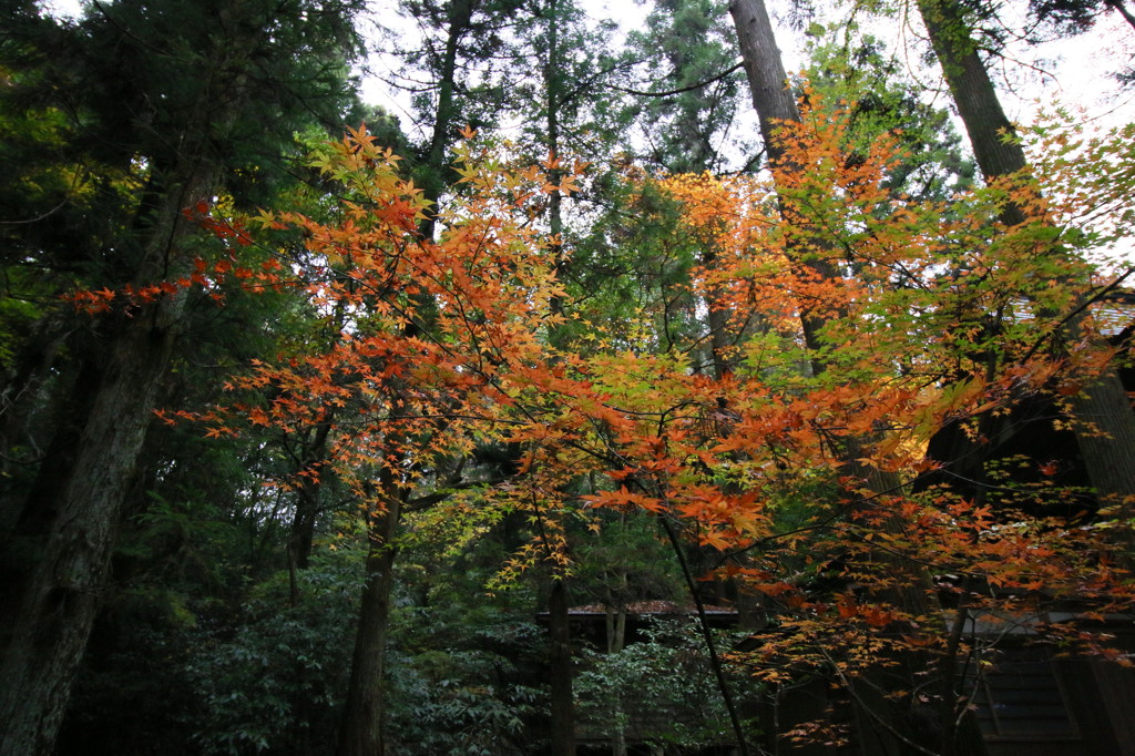 紅葉