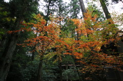 紅葉