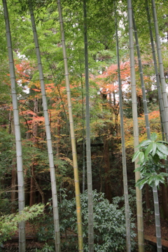 竹林