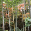 竹林