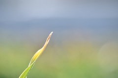 畑より