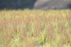 田んぼの雑草
