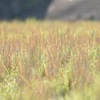 田んぼの雑草