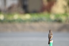 ジョウビタキ