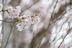 やっと咲いた散歩道の桜
