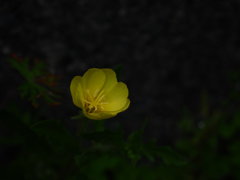 器いろ