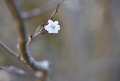 子福桜