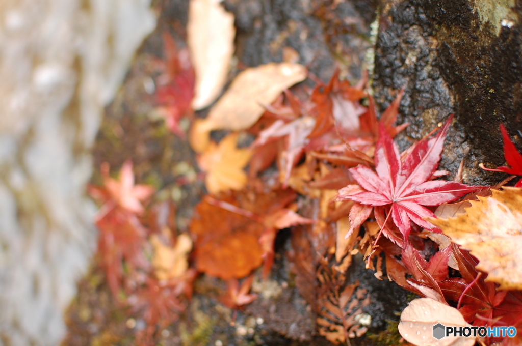 水濡れ紅葉
