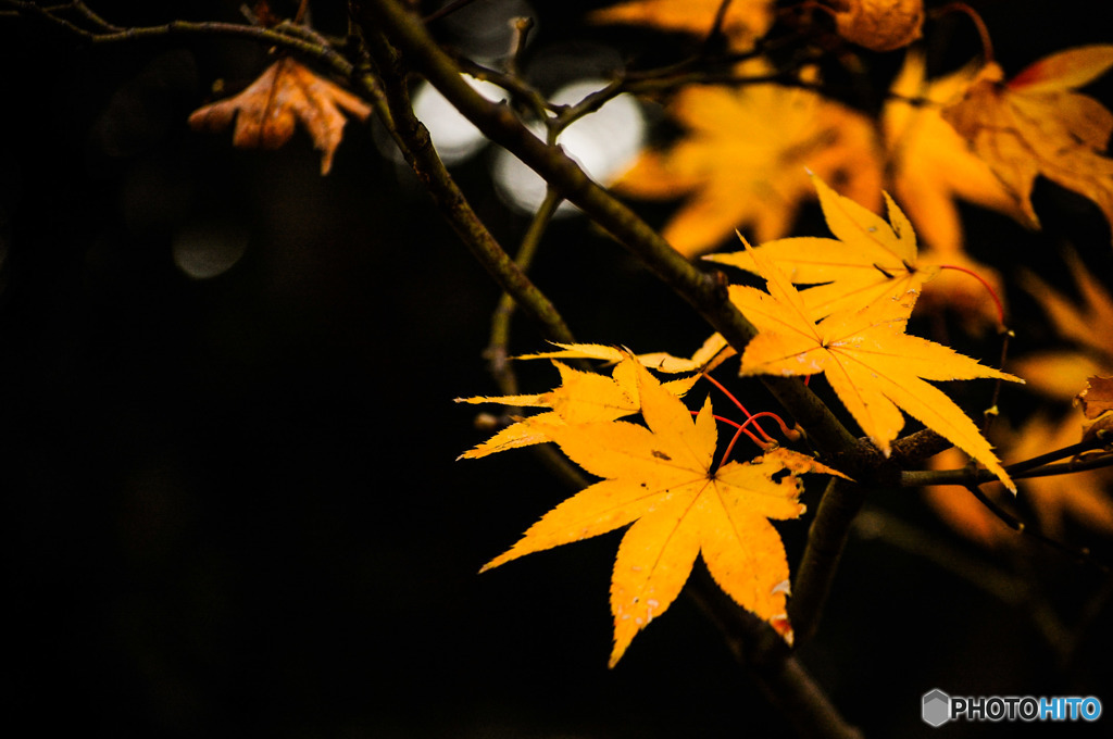 際立つ紅葉