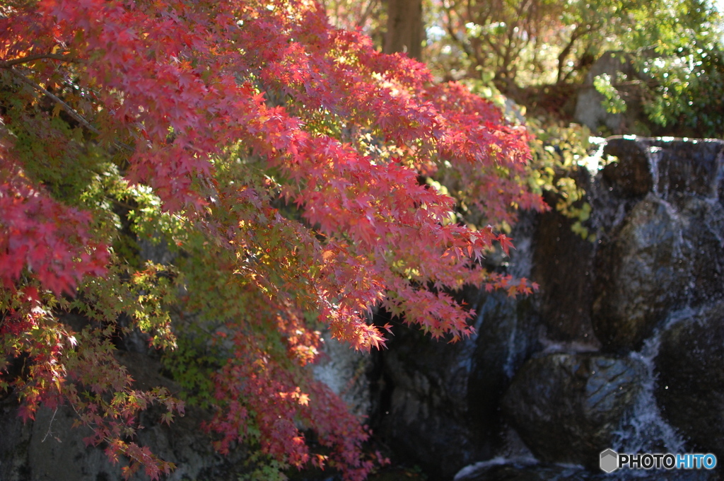 紅葉と滝