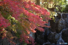 紅葉と滝