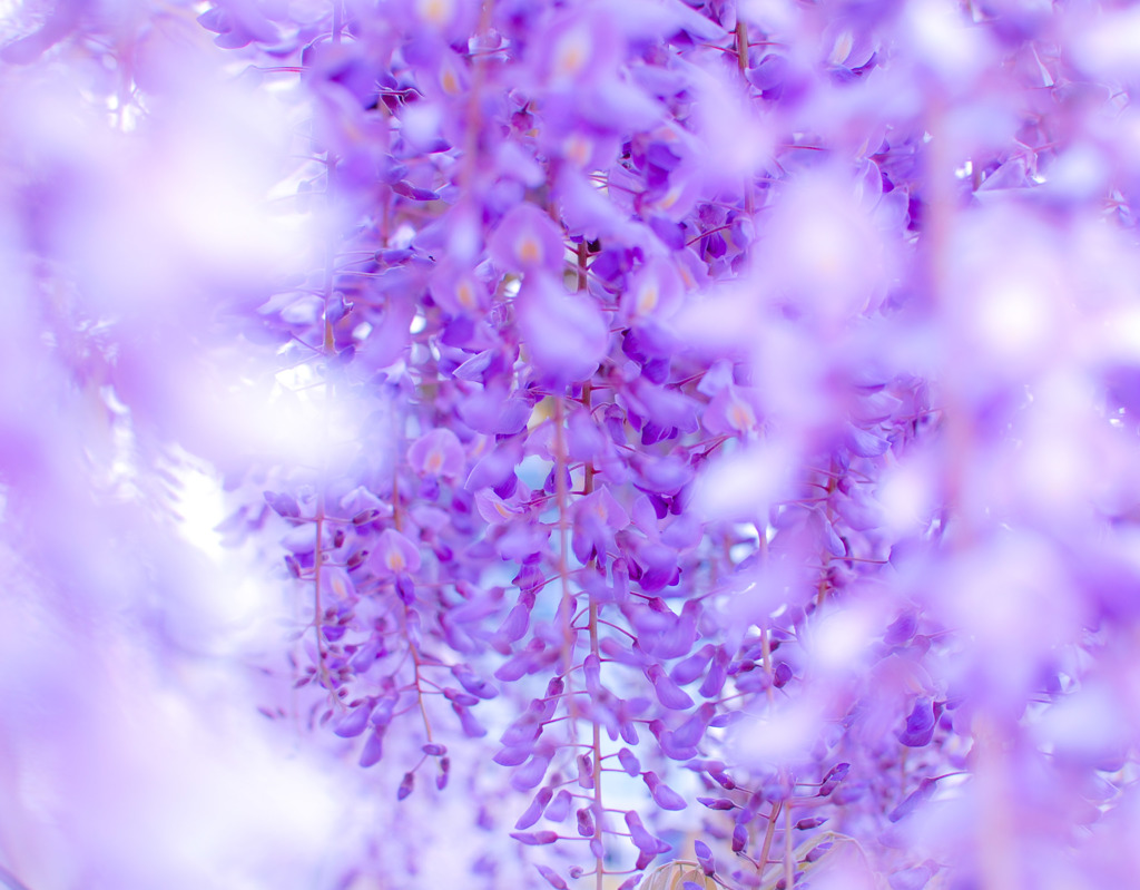 藤の花