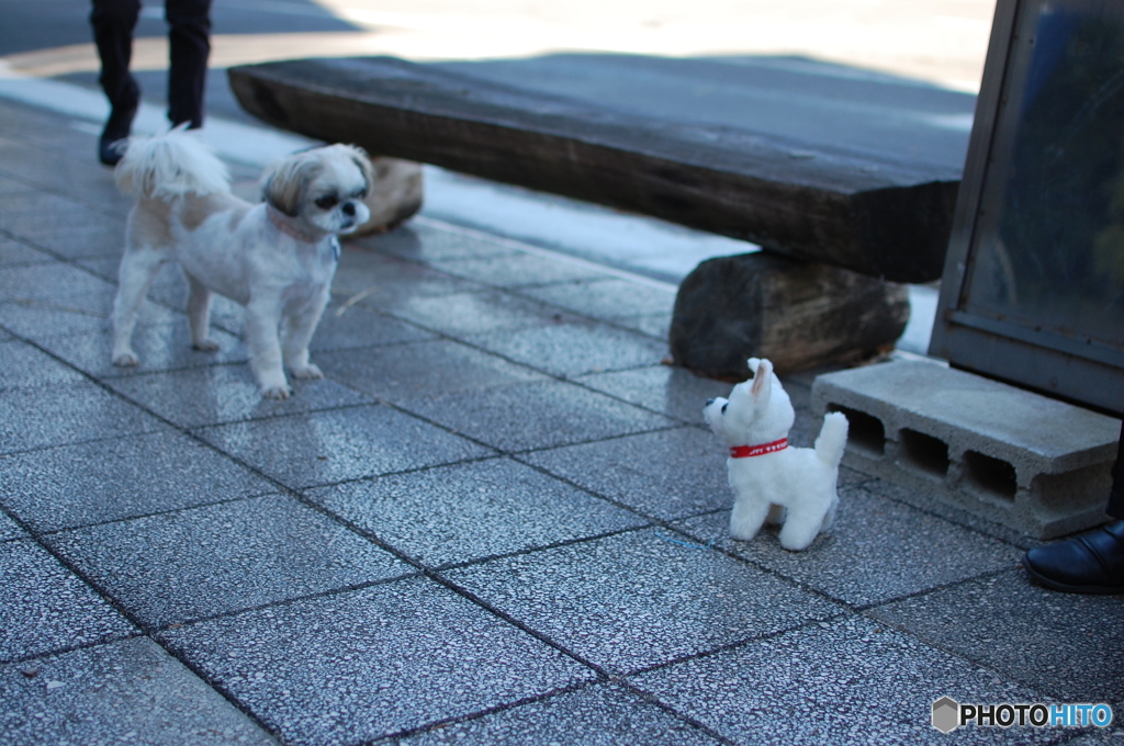 動くオモチャにビビる犬