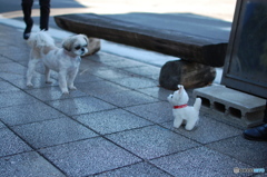 動くオモチャにビビる犬