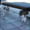 動くオモチャにビビる犬