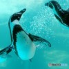 ペンギン 